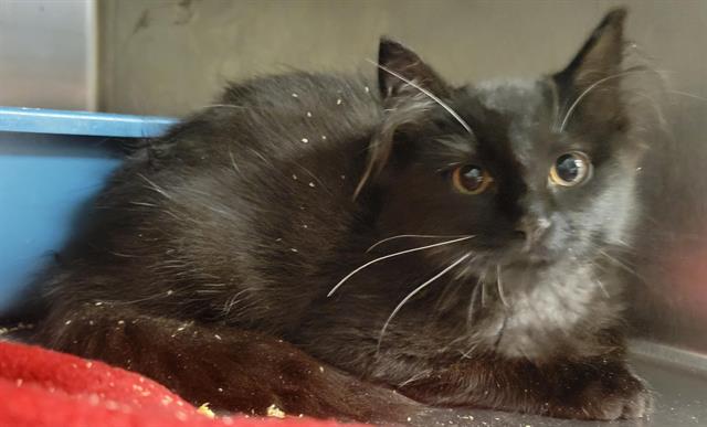 Shelter Stray Male Cat last seen Near BLOCK W CLAYBOURNE AVE, 4522 W 3500 S, West Valley City, UT 84120, USA