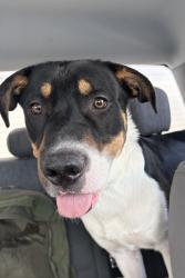 Shelter Stray Male Dog last seen Near BLOCK BANGERTER, 4522 W 3500 S, West Valley City, UT 84120, USA