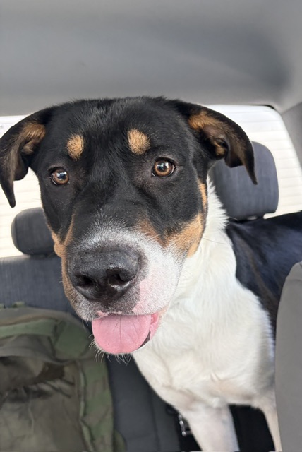 Shelter Stray Male Dog last seen Near BLOCK BANGERTER, 4522 W 3500 S, West Valley City, UT 84120, USA