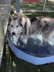 Shelter Stray Male Dog last seen , West Valley Animal Shelter, 20655 Plummer St, Chatsworth, CA 91311, USA