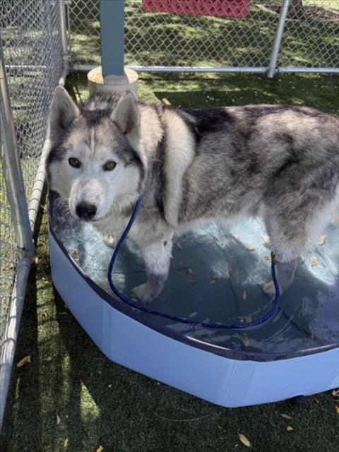 Shelter Stray Male Dog last seen , West Valley Animal Shelter, 20655 Plummer St, Chatsworth, CA 91311, USA