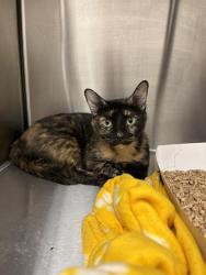 Shelter Stray Female Cat last seen Near, 2600 S Harding St, Indianapolis, IN 46221, USA