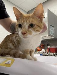 Shelter Stray Male Cat last seen Near, 2600 S Harding St, Indianapolis, IN 46221, USA