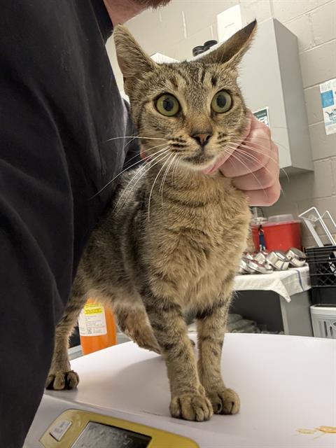 Shelter Stray Female Cat last seen Near, 2600 S Harding St, Indianapolis, IN 46221, USA