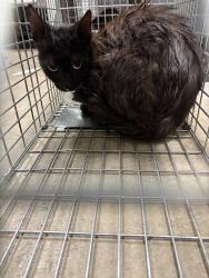 Shelter Stray Unknown Cat last seen , West Valley Animal Shelter, 20655 Plummer St, Chatsworth, CA 91311, USA