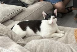 Reunited Male Cat last seen Near Williams St, San Leandro, CA 94577, USA, San Leandro, CA 94577