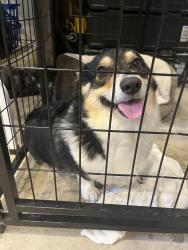 Reunited Unknown Dog last seen Salt fork and bunny trail Killeen tx, Killeen, TX 76549