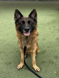 Shelter Stray Male Dog last seen , 11361 W Pico Blvd, Los Angeles, CA 90064, USA