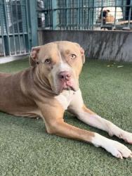 Shelter Stray Female Dog last seen , 11361 W Pico Blvd, Los Angeles, CA 90064, USA