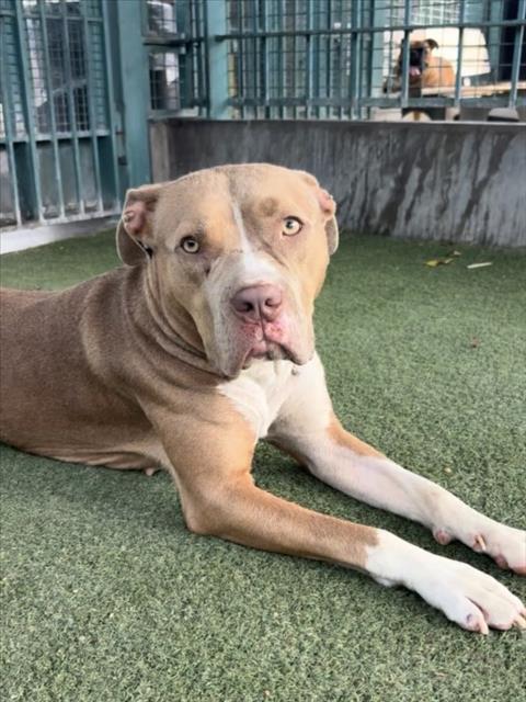 Shelter Stray Female Dog last seen , 11361 W Pico Blvd, Los Angeles, CA 90064, USA