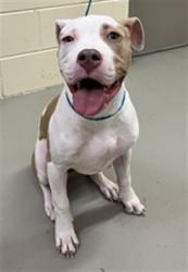 Shelter Stray Female Dog last seen WINNDIXIE SANFORD, 232 Eslinger Way, Sanford, FL 32773, USA
