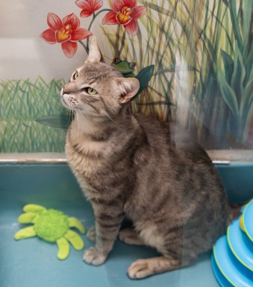 Shelter Stray Male Cat last seen SYCAMORE, 16 Barnes Ct, Hayward, CA 94544, USA