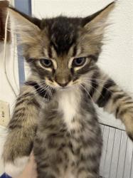Shelter Stray Male Cat last seen BELMONT/BERRY, 16 Barnes Ct, Hayward, CA 94544, USA
