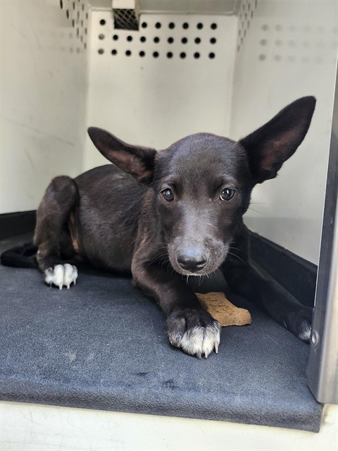 Shelter Stray Female Dog last seen Near BLK PACHECO RD,BAKERSFIELD,CA, 201 S Mt Vernon Ave, Bakersfield, CA 93307, USA