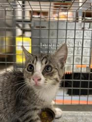 Shelter Stray Male Cat last seen BURLINGTON AC, 221 Stone Quarry Rd, Burlington, NC 27217, USA