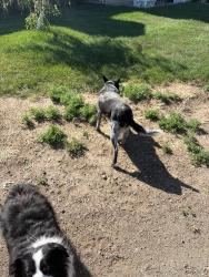 Reunited Female Dog last seen County Road 53 and County Road 70, Gill, CO 80624