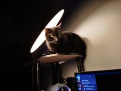 Lost Male Cat last seen Austin heights, Coquitlam, BC V3K 3H5