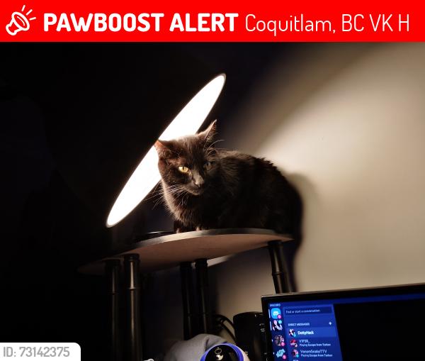 Lost Male Cat last seen Austin heights, Coquitlam, BC V3K 3H5