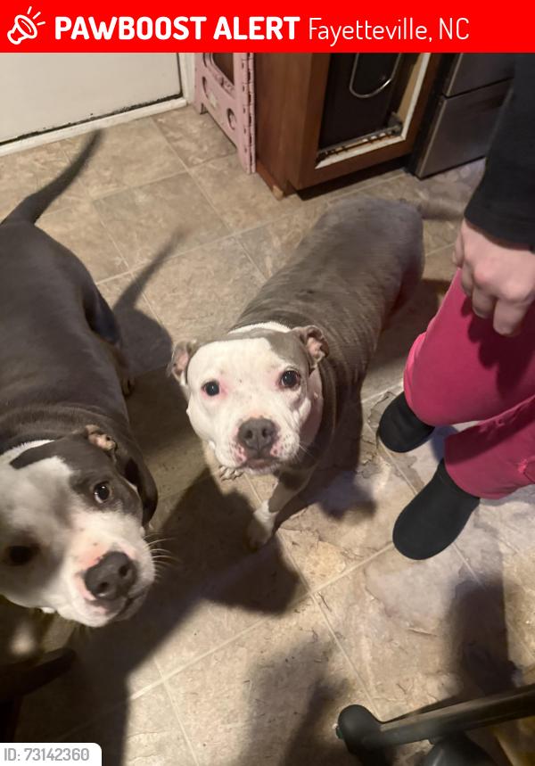 Lost Female Dog last seen Hoke Loop and Cliffdale, Fayetteville, NC 28314