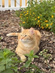 Lost Male Cat last seen River park ln, Taylors, SC 29687
