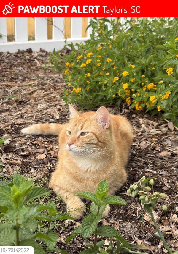 Lost Male Cat last seen River park ln, Taylors, SC 29687