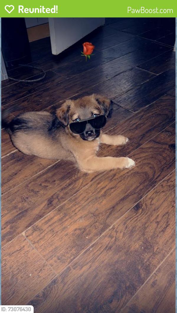 Reunited Male Dog last seen 114th St. and Avenue P, Lubbock, TX 79423