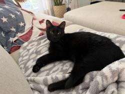Lost Male Cat last seen Legends Trace, Spring, TX 77386