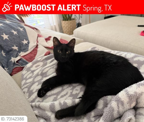 Lost Male Cat last seen Legends Trace, Spring, TX 77386