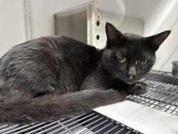 Found/Stray Unknown Cat last seen Port St Lucie, Port St. Lucie, FL 34986