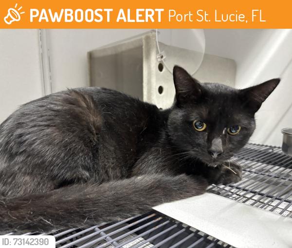 Found/Stray Unknown Cat last seen Port St Lucie, Port St. Lucie, FL 34986