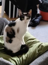 Reunited Female Cat last seen Epsom avenue, Greater Manchester, England M33 4QG