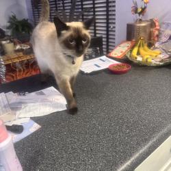 Lost Female Cat last seen Mission Trails Regional Park, San Diego, CA 92119