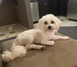 Reunited Male Dog last seen Near intersection in Deland unknown street., DeLand, FL 32724