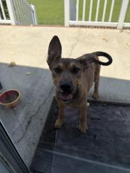 Found/Stray Female Dog last seen Cope Rd, Hoke County, NC 28377