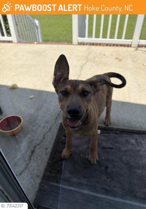 Found/Stray Female Dog last seen Cope Rd, Hoke County, NC 28377