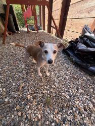 Reunited Male Dog last seen Scenic and River Road, Forestville, CA 95436