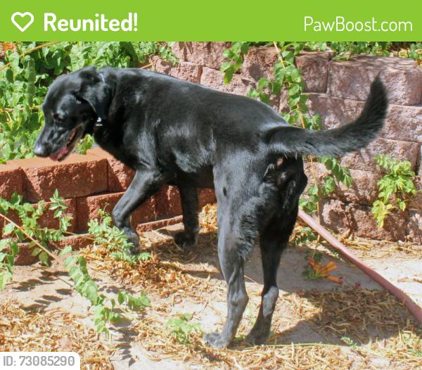 Reunited Male Dog last seen Baychester & Maple Springs, Henderson, NV 89002