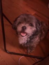 Reunited Male Dog last seen East oak lane, Philadelphia, PA 19122