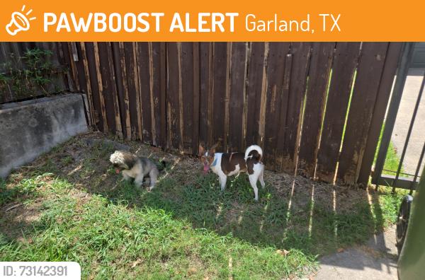 Found/Stray Unknown Dog last seen Daytona Drive and Sarasota alley, Garland, TX 75043