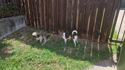 Found/Stray Unknown Dog last seen Daytona Drive and Sarasota alley, Garland, TX 75043