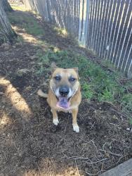 Reunited Female Dog last seen Coyle, Carmichael, CA 95841
