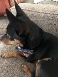 Lost Male Dog last seen W 13th St., Newton, NC 28658, Newton, NC 28658