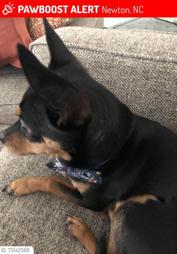 Lost Male Dog last seen W 13th St., Newton, NC 28658, Newton, NC 28658