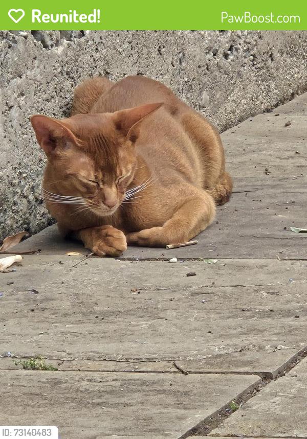 Reunited Male Cat last seen Westgate and Darien Way, San Francisco, CA 94127
