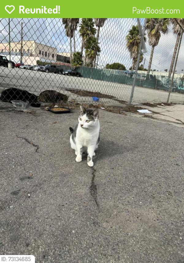 Reunited Female Cat last seen Broad St. and G Street, Los Angeles, CA 90744