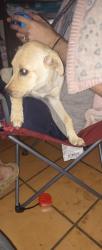 Lost Female Dog last seen Near West 8th Street, Yuma, AZ 85364