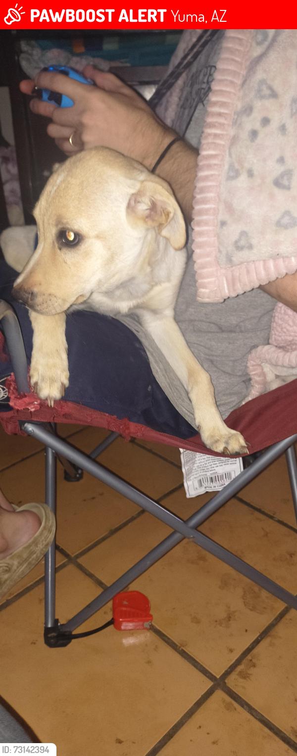 Lost Female Dog last seen Near West 8th Street, Yuma, AZ 85364