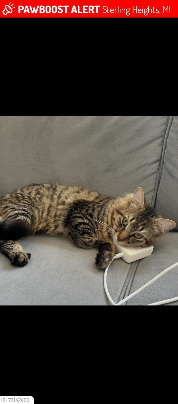 Lost Male Cat last seen Pine aires dr, Sterling Heights, MI 48314