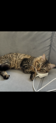 Lost Male Cat last seen Pine aires dr, Sterling Heights, MI 48314