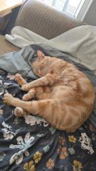 Lost Male Cat last seen SMB ests - Schoolcraft Rd./Levan Rd./5 Mile Rd., Livonia, MI 48154